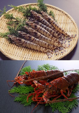 天然伊勢海老活〆生冷凍＆車海老活〆生冷凍セット